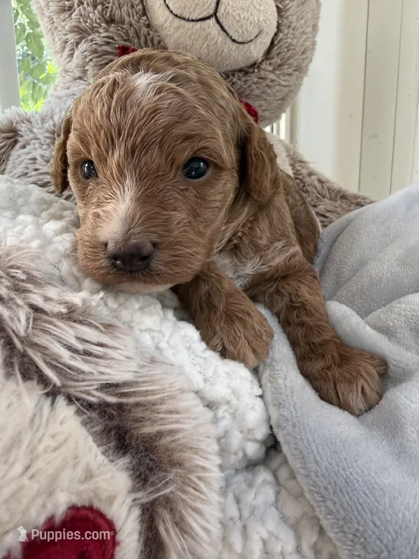Sunny – Poodle - Miniature , Bichpoo puppy for sale in Ephrata, PA