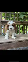 Hazel, a  Cavapoo and Cavalier King Charles Spaniel for sale in Ephrata, PA – 6 of 6