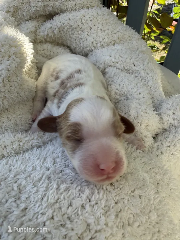 Leo – Cavapoo, Cavalier King Charles Spaniel puppy for sale in Ephrata, PA
