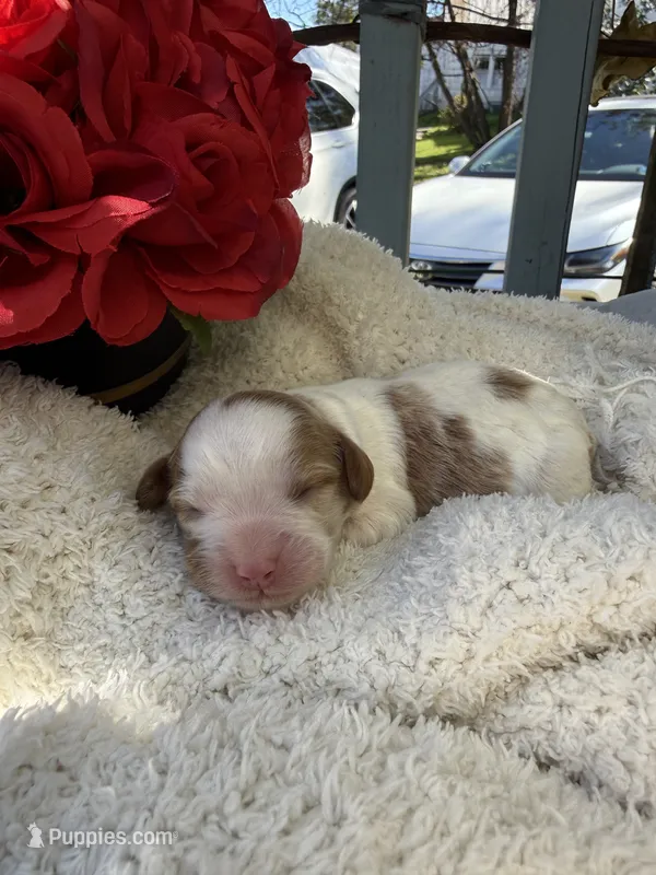 Abby – Cavapoo, Cavalier King Charles Spaniel puppy for sale in Ephrata, PA