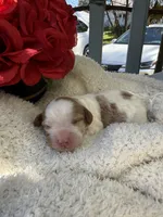 Abby, a female Cavapoo and Cavalier King Charles Spaniel for sale in Ephrata, PA – 1 of 4