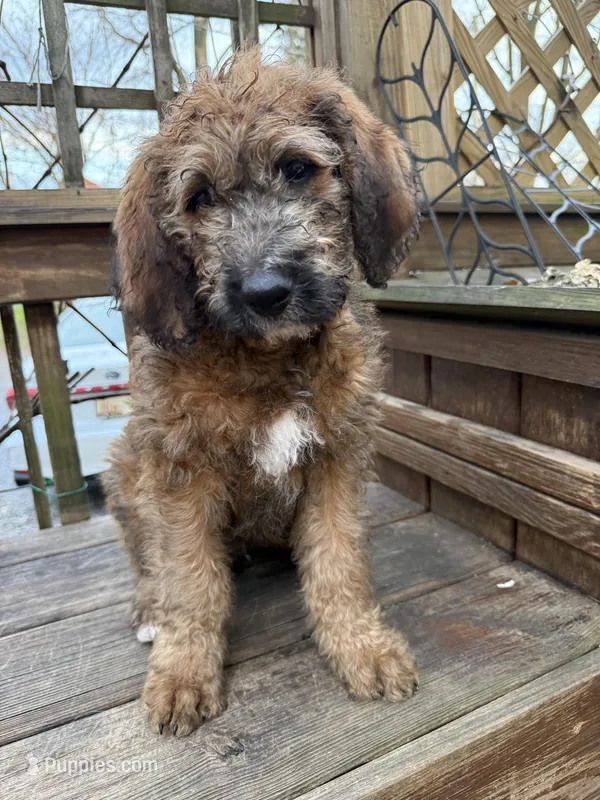 Brownie  – Saint Berdoodle puppy for sale in Ephrata, PA