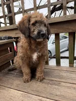 Brownie , a male Saint Berdoodle for sale in Ephrata, PA – Photo 3 of 7