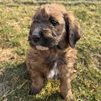 Brownie , a male Saint Berdoodle for sale in Ephrata, PA – Photo 4 of 7