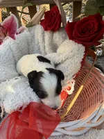 processed/805931c8-52fc-4caa-9b7e-8b874e6f56fd/listing/f560f3c2-1b9c-4458-9b75-6a0105734cff/4ce887af-ed5c-4334-b274-3d822c6cf9b5