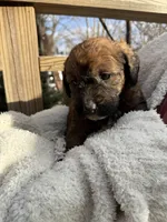 Cliff, a male Saint Berdoodle for sale in Ephrata, PA – Photo 4 of 7