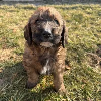 Brownie , a male Saint Berdoodle for sale in Ephrata, PA – Photo 5 of 7