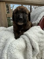 Cliff, a male Saint Berdoodle for sale in Ephrata, PA – Photo 2 of 7