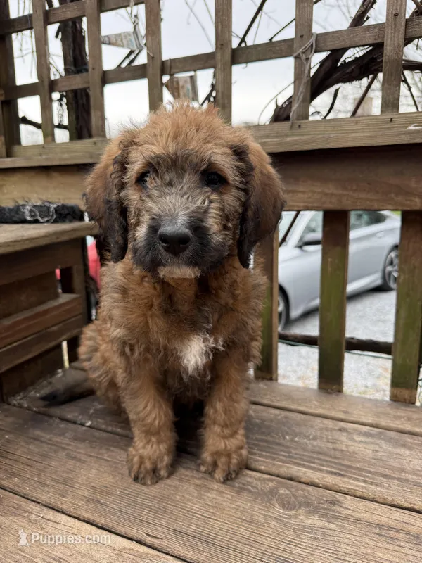Brownie  – Saint Berdoodle puppy for sale in Ephrata, PA