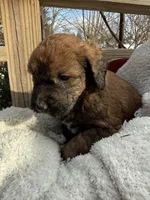 Cliff, a male Saint Berdoodle for sale in Ephrata, PA – Photo 5 of 7