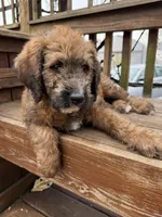 Brownie , a male Saint Berdoodle for sale in Ephrata, PA – Photo 2 of 7