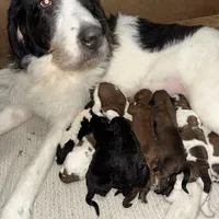 Brownie , a male Saint Berdoodle for sale in Ephrata, PA – Photo 6 of 7