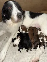 Cliff, a male Saint Berdoodle for sale in Ephrata, PA – Photo 6 of 7