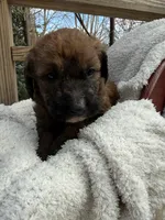 Cliff, a male Saint Berdoodle for sale in Ephrata, PA – Photo 1 of 7