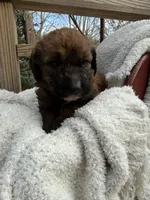 Cliff, a male Saint Berdoodle for sale in Ephrata, PA – Photo 3 of 7