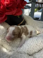 Kelly , a female Cavapoo and Cavalier King Charles Spaniel for sale in Ephrata, PA – 3 of 6