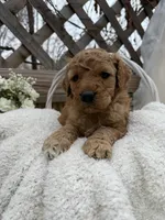 Caramel, a female Goldendoodle for sale in Ephrata, PA – Photo 1 of 10