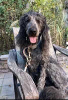 Caramel, a female Goldendoodle for sale in Ephrata, PA – Photo 10 of 10