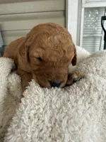 Caramel, a female Goldendoodle for sale in Ephrata, PA – Photo 5 of 10