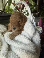 Caramel, a female Goldendoodle for sale in Ephrata, PA – Photo 6 of 10