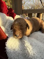 Caramel, a female Goldendoodle for sale in Ephrata, PA – Photo 8 of 10