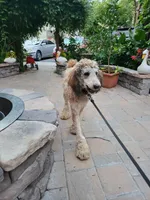 Caramel, a female Goldendoodle for sale in Ephrata, PA – Photo 9 of 10