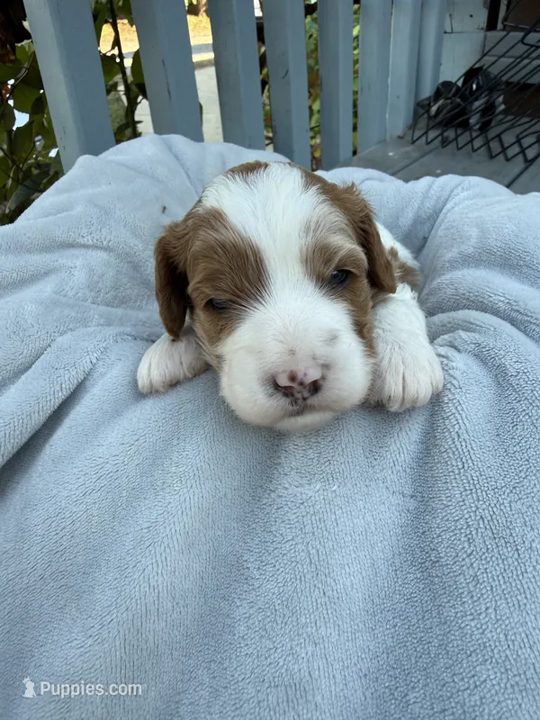 Leo – Cavapoo, Cavalier King Charles Spaniel puppy for sale in Ephrata, PA
