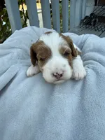 Rocky, a male Cavapoo and Cavalier King Charles Spaniel for sale in Ephrata, PA – 1 of 5