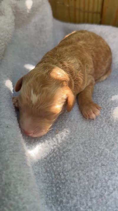 Sunny, a female Poodle - Miniature  and Bichpoo for sale in Ephrata, PA – 4 of 4