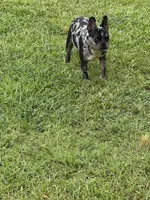 Blue, a male French Bulldog for sale in Ellenwood, GA – 7 of 7