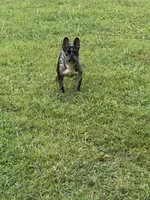 Blue, a male French Bulldog for sale in Ellenwood, GA – 5 of 7