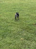 Blue, a male French Bulldog for sale in Ellenwood, GA – 6 of 7