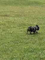 Blue, a male French Bulldog for sale in Ellenwood, GA – 2 of 7