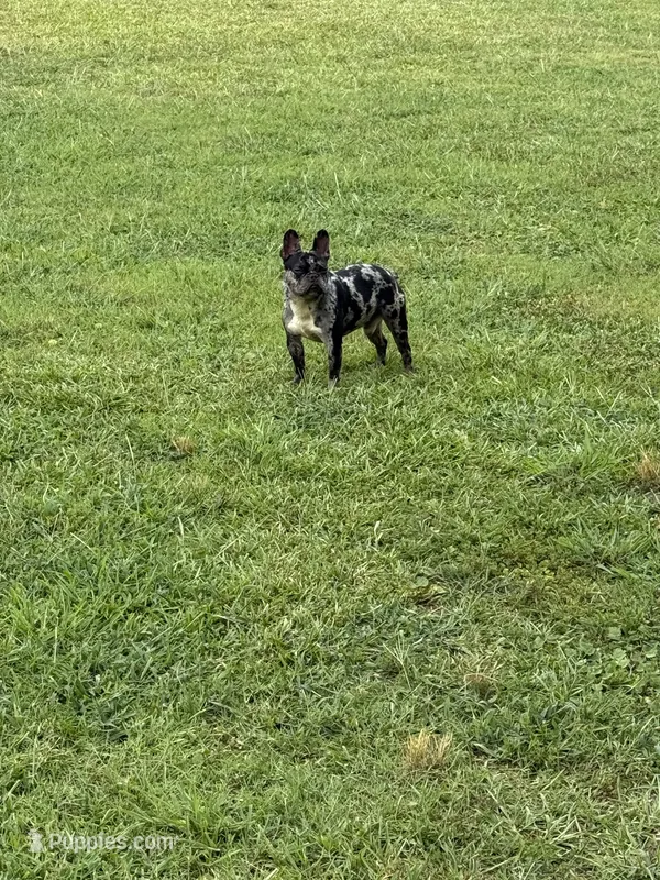 Blue – French Bulldog puppy for sale in Ellenwood, GA