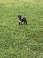 Blue, a male French Bulldog for sale in Ellenwood, GA – 1 of 7