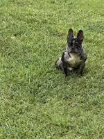 Blue, a male French Bulldog for sale in Ellenwood, GA – 4 of 7