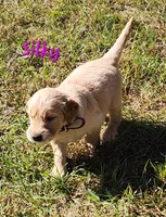 Silky, a female Golden Retriever for sale in Stanton, MI – 2 of 4