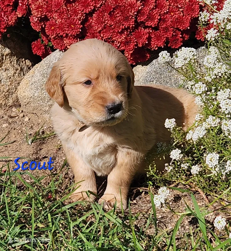 Scout – Golden Retriever puppy for sale in Stanton, MI