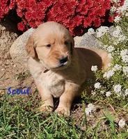 Scout, a male Golden Retriever for sale in Stanton, MI – 1 of 3