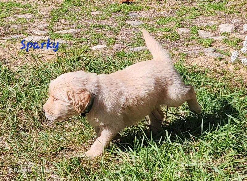 Sparky – Golden Retriever puppy for sale in Stanton, MI