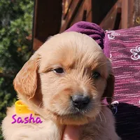 Sasha, a female Golden Retriever for sale in Stanton, MI – 4 of 4