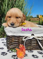Sasha, a female Golden Retriever for sale in Stanton, MI – 3 of 4
