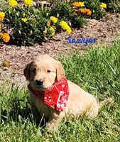 Sawyer, a male Golden Retriever for sale in Stanton, MI – 2 of 3