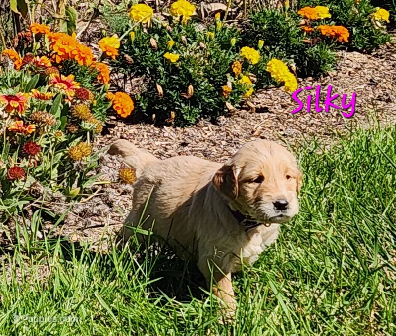 Silky – Golden Retriever puppy for sale in Stanton, MI