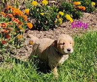 Silky, a female Golden Retriever for sale in Stanton, MI – 1 of 4