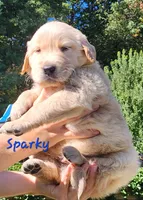 Sparky, a male Golden Retriever for sale in Stanton, MI – 3 of 4