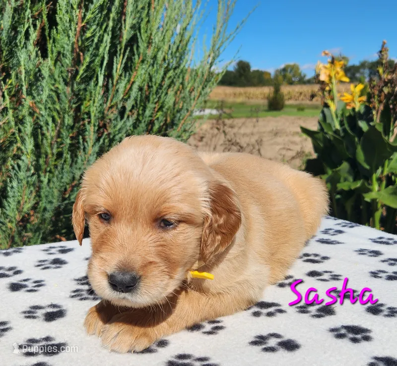 Sasha – Golden Retriever puppy for sale in Stanton, MI