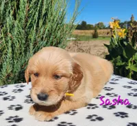 Sasha, a female Golden Retriever for sale in Stanton, MI – 1 of 4