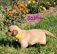 Sasha, a female Golden Retriever for sale in Stanton, MI – 2 of 4
