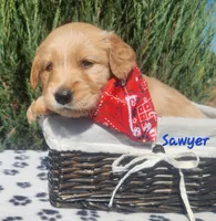 Sawyer, a male Golden Retriever for sale in Stanton, MI – 3 of 3